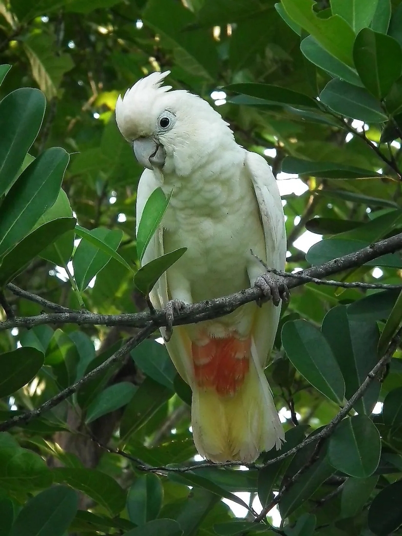 Conozca a 12 increíbles héroes de la conservación que salvan nuestra vida silvestre de la extinción