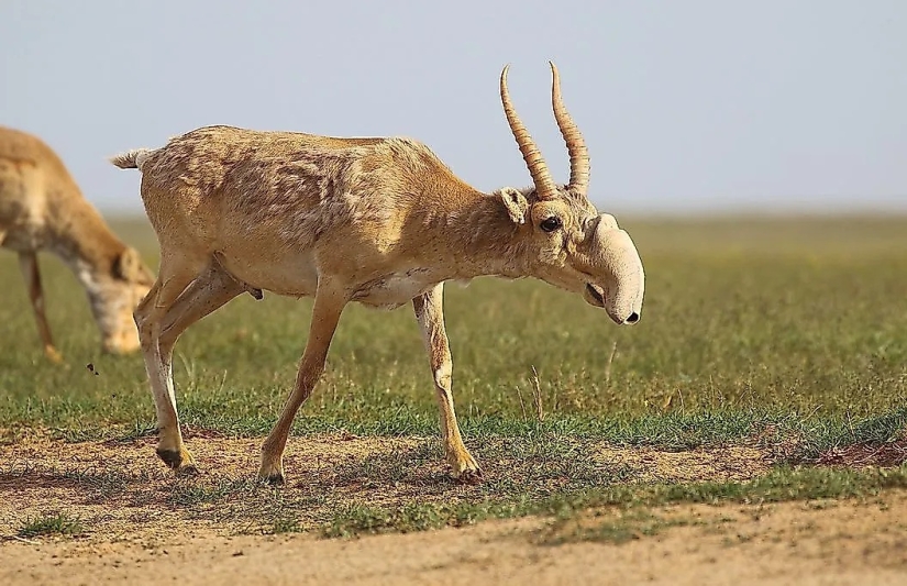 Conozca a 12 increíbles héroes de la conservación que salvan nuestra vida silvestre de la extinción
