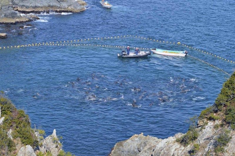 Continúan las matanzas de delfines en Japón