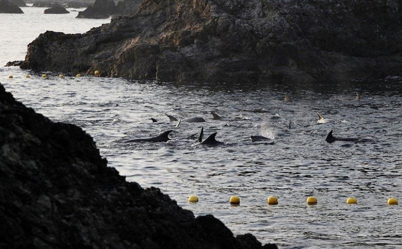 Continúan las matanzas de delfines en Japón