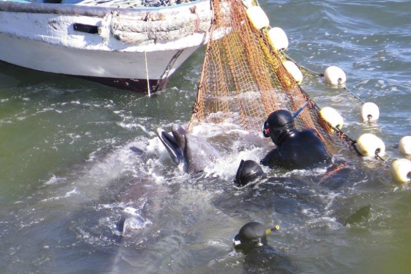 Continúan las matanzas de delfines en Japón