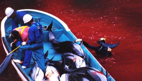Continúan las matanzas de delfines en Japón