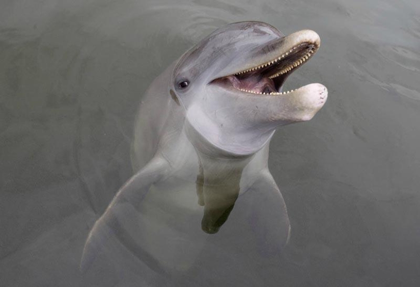 Continúan las matanzas de delfines en Japón