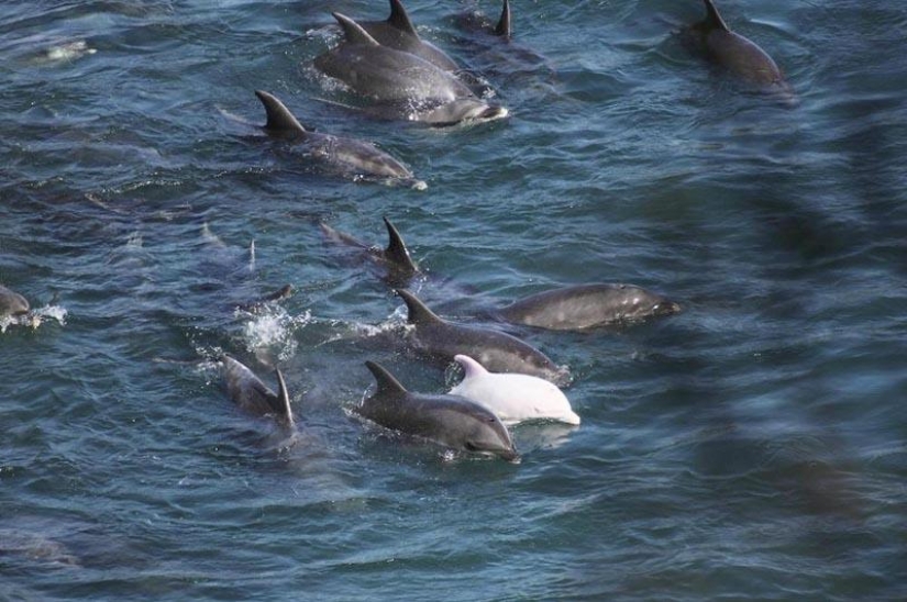 Continúan las matanzas de delfines en Japón