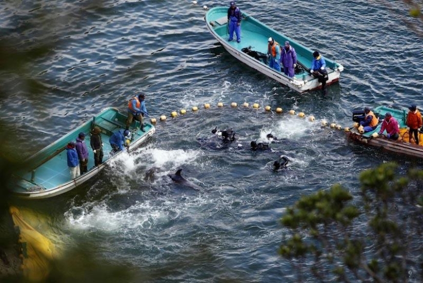 Continúan las matanzas de delfines en Japón