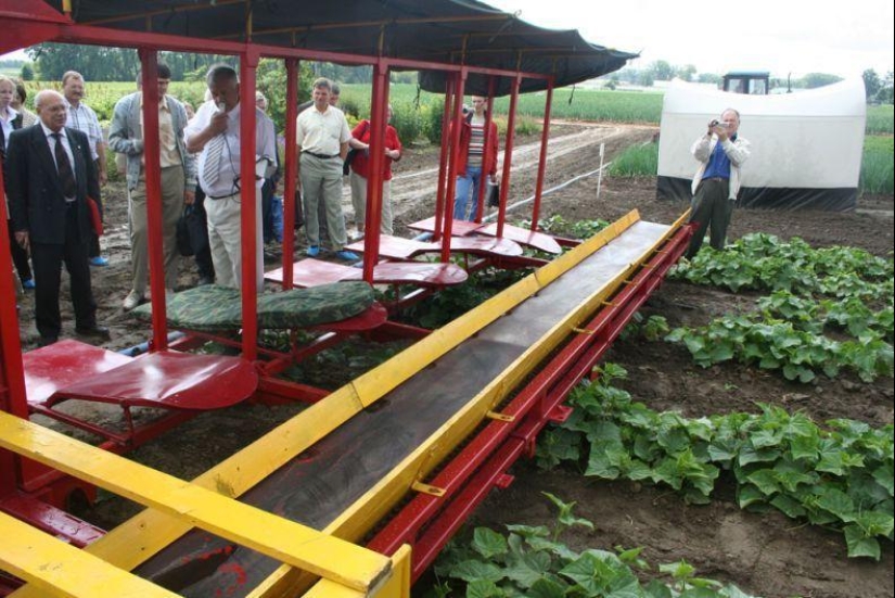 Cosecha de pepinos en bielorruso