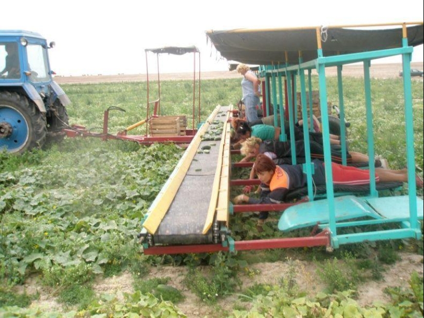 Cosecha de pepinos en bielorruso