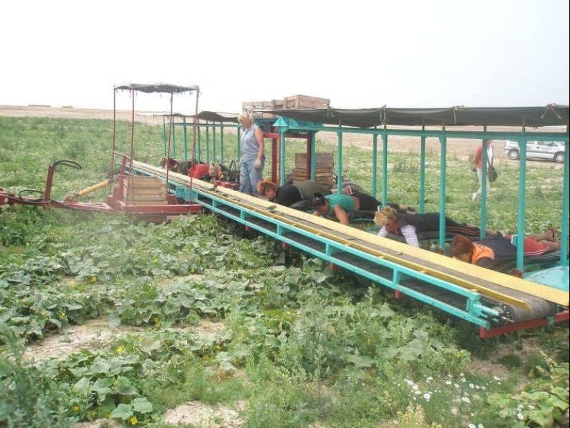 Cosecha de pepinos en bielorruso