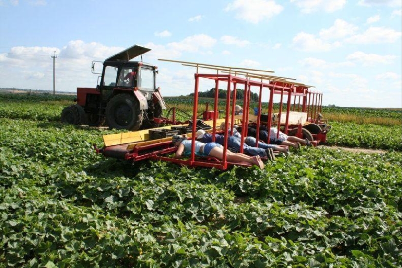 Cosecha de pepinos en bielorruso