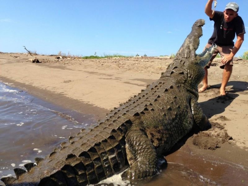Costa Rica crocodile charmer