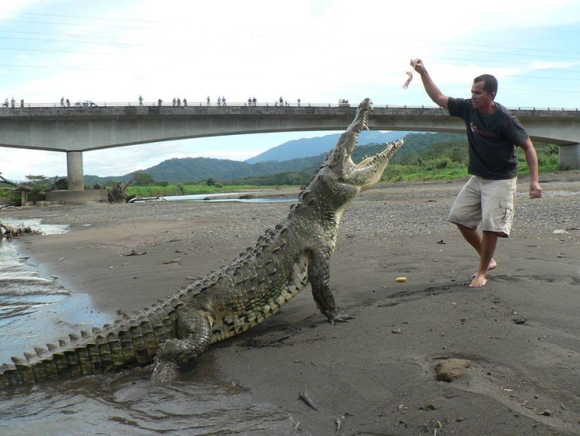 Costa Rica crocodile charmer