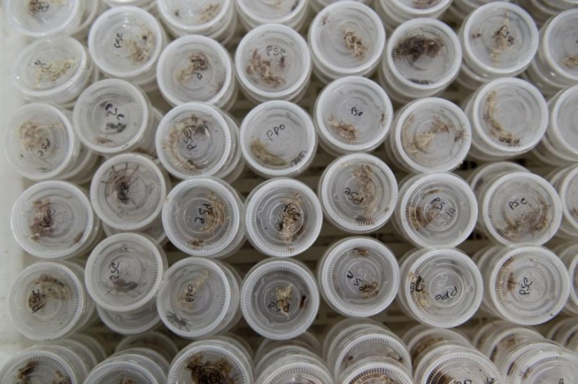 criadero de arañas chilenas