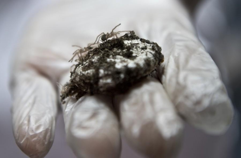 criadero de arañas chilenas