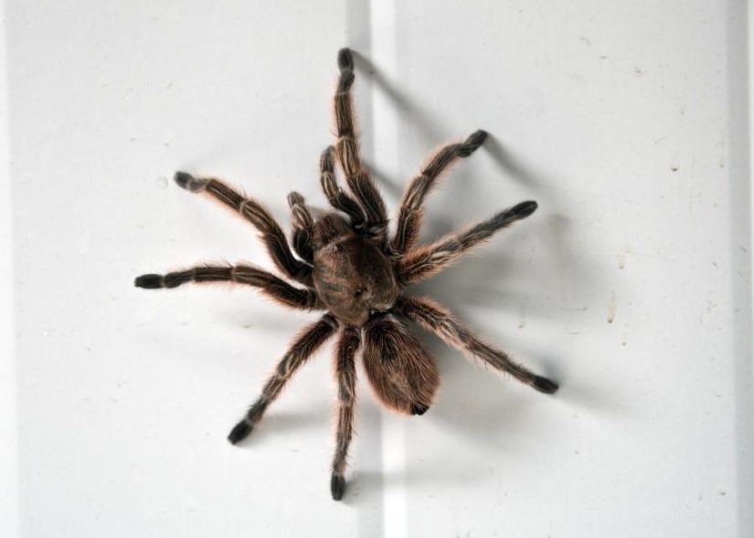 criadero de arañas chilenas