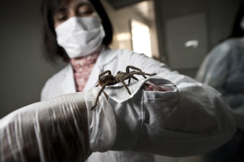 criadero de arañas chilenas