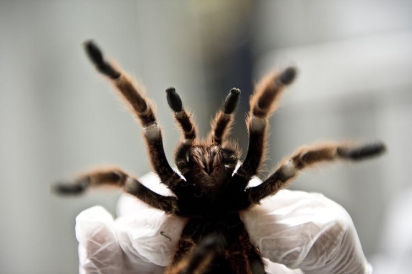 criadero de arañas chilenas