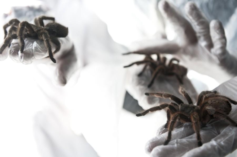 criadero de arañas chilenas