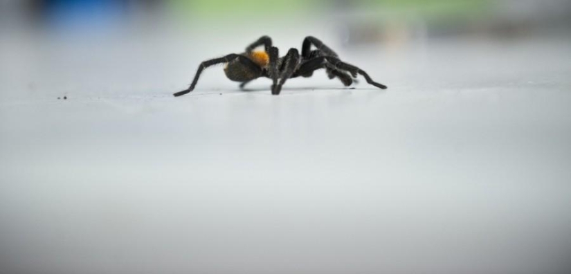 criadero de arañas chilenas