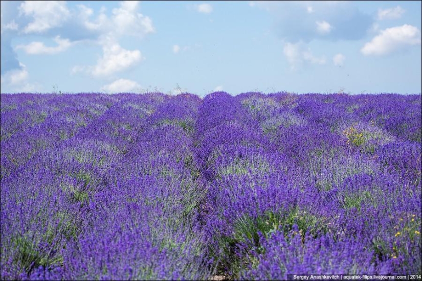 Crimean Provence. Lavender fields in Crimea