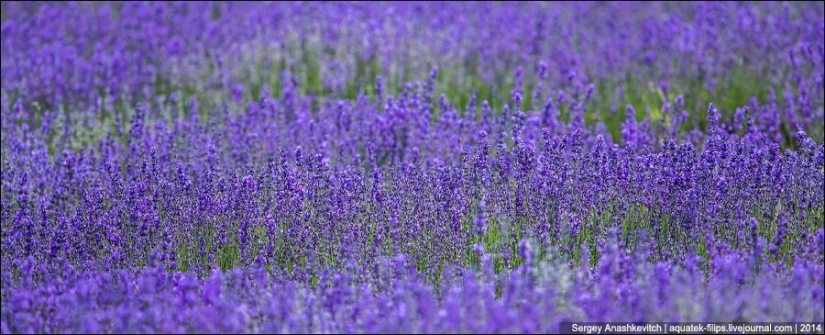 Crimean Provence. Lavender fields in Crimea