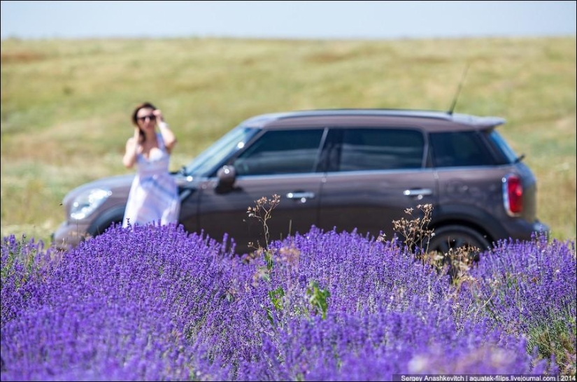 Crimean Provence. Lavender fields in Crimea