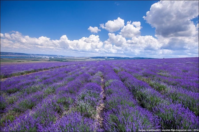 Crimean Provence. Lavender fields in Crimea