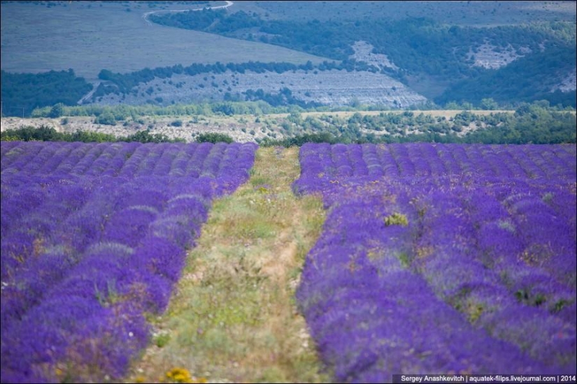 Crimean Provence. Lavender fields in Crimea