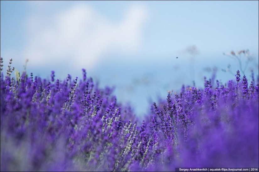 Crimean Provence. Lavender fields in Crimea