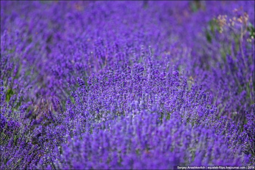 Crimean Provence. Lavender fields in Crimea