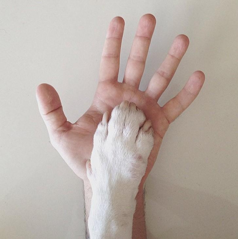 Cuando el perro está posando