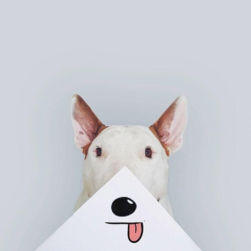 Cuando el perro está posando