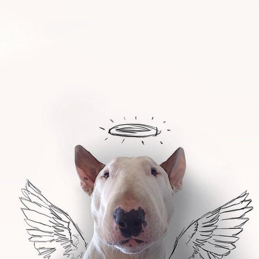 Cuando el perro está posando