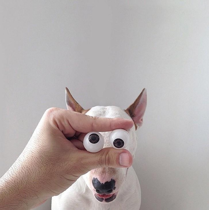 Cuando el perro está posando