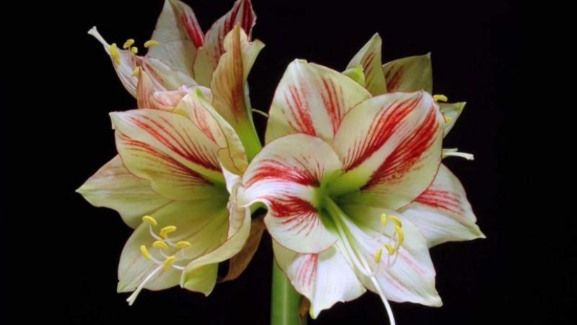 cuando las flores florecen