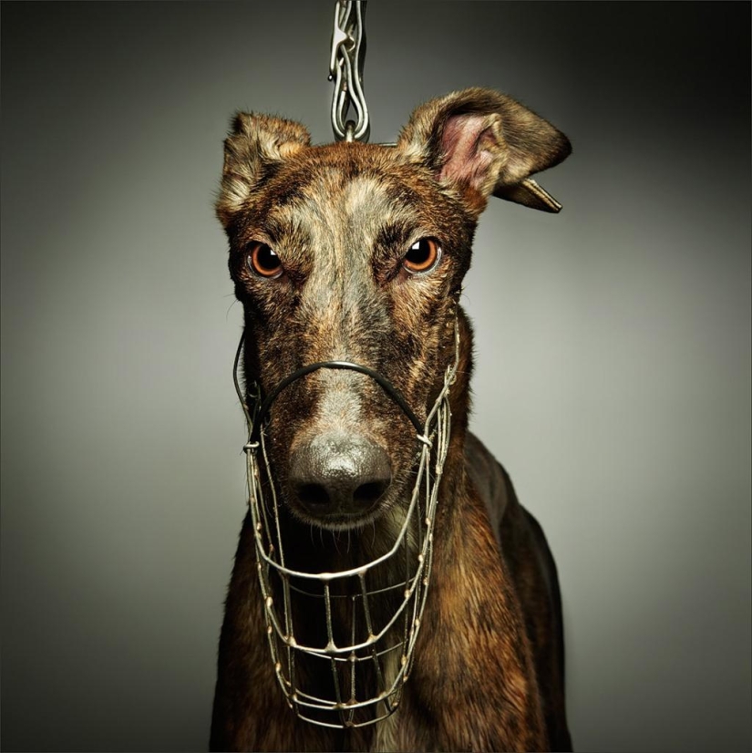Cuanto más conozco a la gente, más me gustan los perros.