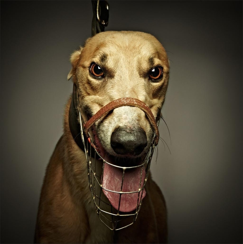 Cuanto más conozco a la gente, más me gustan los perros.