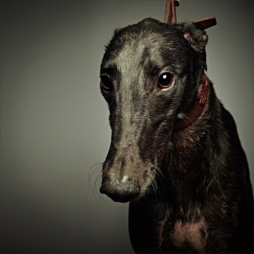Cuanto más conozco a la gente, más me gustan los perros.