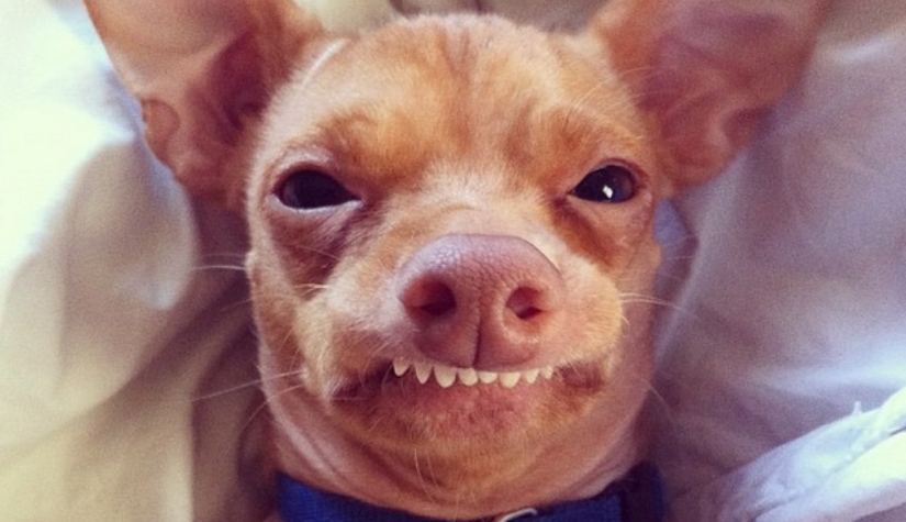 ¿Cuánto ganan perros y gatos con Internet?