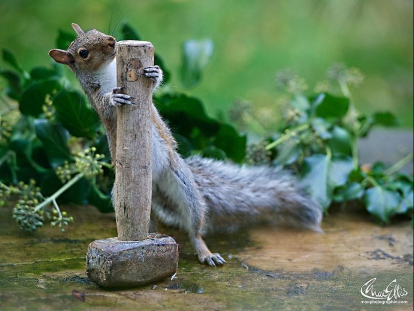 Curious squirrels captured by British photographer