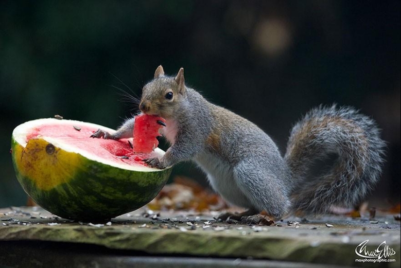 Curious squirrels captured by British photographer