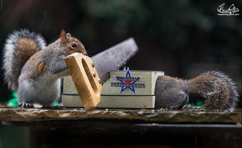 Curious squirrels captured by British photographer