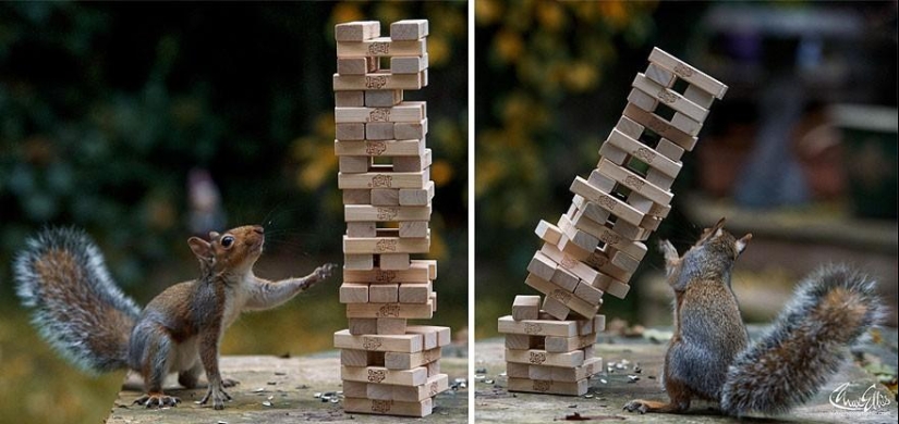 Curious squirrels captured by British photographer