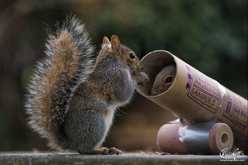 Curious squirrels captured by British photographer