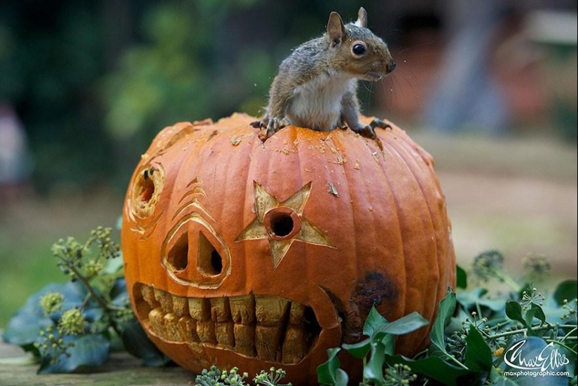 Curious squirrels captured by British photographer