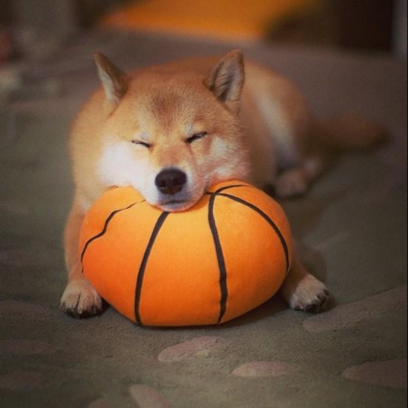 Cute dog Marutaro Cute dog Marutaro