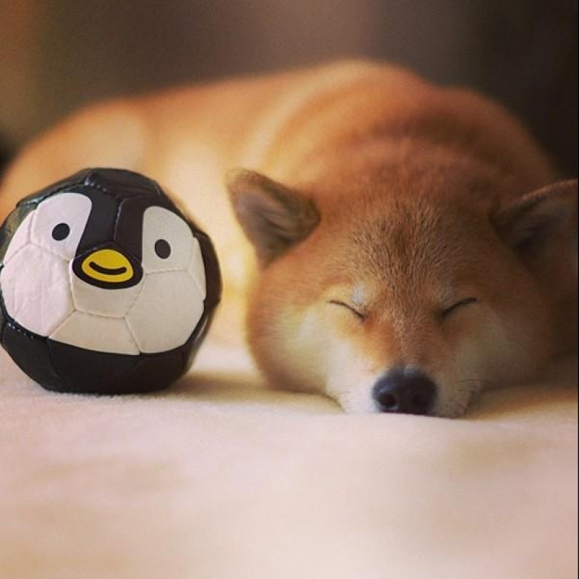 Cute dog Marutaro Cute dog Marutaro