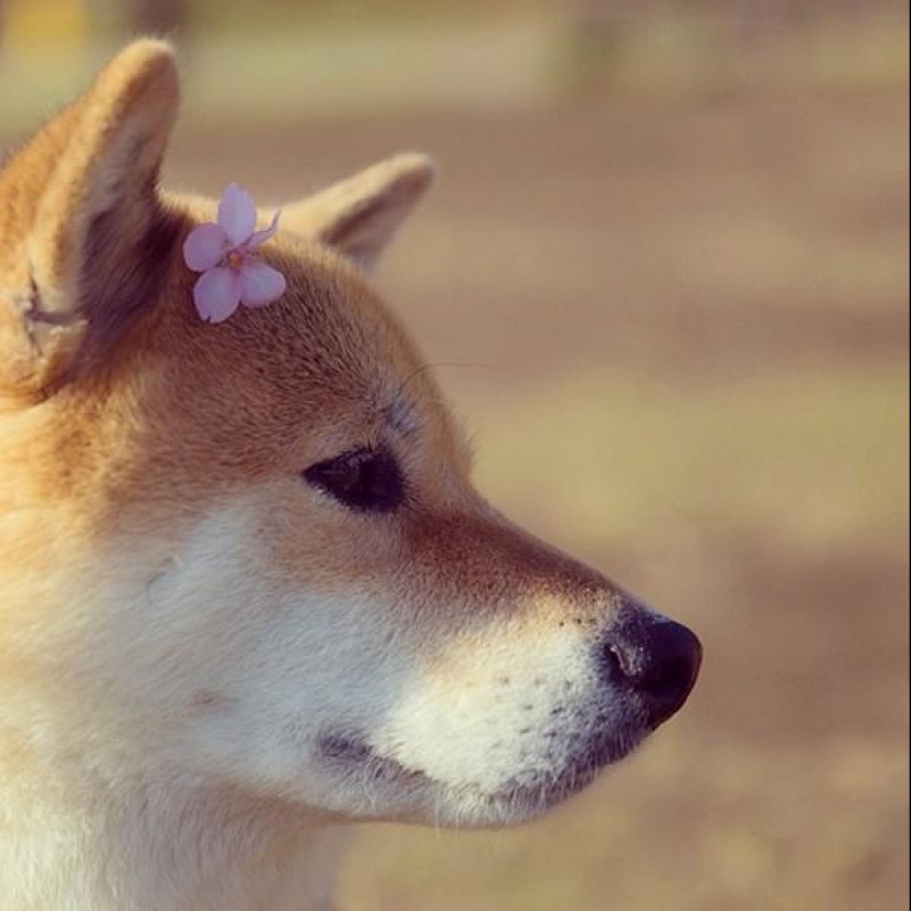 Cute dog Marutaro Cute dog Marutaro