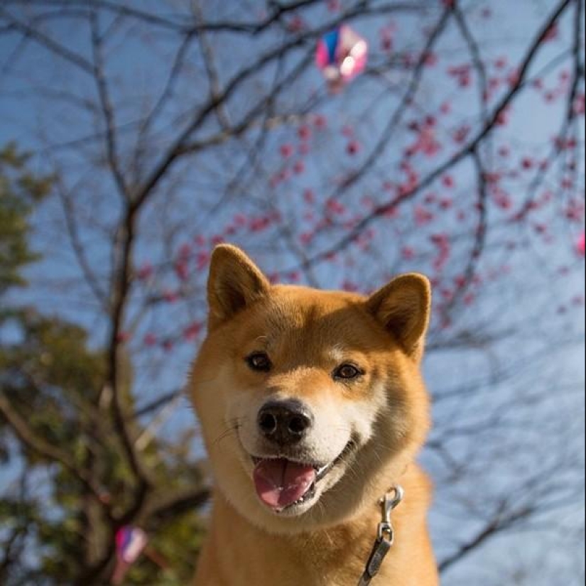 Cute dog Marutaro Cute dog Marutaro