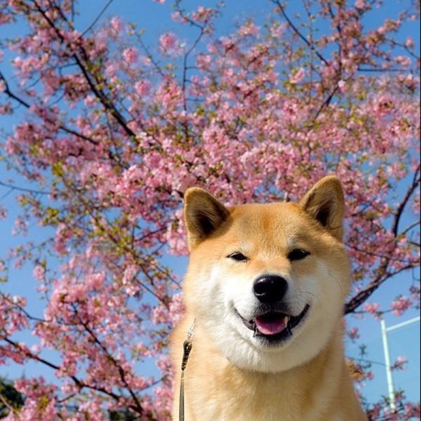 Cute dog Marutaro Cute dog Marutaro