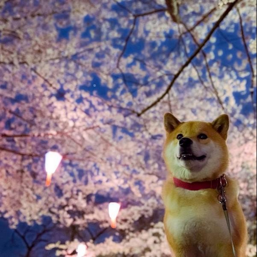 Cute dog Marutaro Cute dog Marutaro